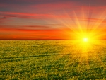 Golden Sun Over the Green Field