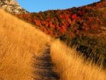 Path Through the Amber Grass