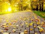 Autumn Leaves on the Path