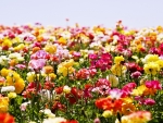 Field Of Flowers Paradise