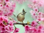 Bird Sits on a Cherry Blossom Branch