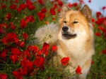 Dog Stand among the Red Poppies
