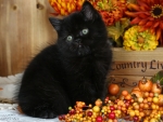 Fluffy Black Kitten Sitting Among Autumn Berries