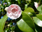 Blooming Camellia