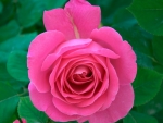 Pink Rose Closeup