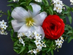 Red Rose and White Jasmine