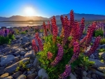 Lupine Flowers on a Stony Lake