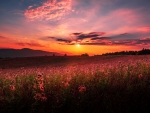 Pink Sunset Over The Flowering Field