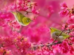 White Eye Birds Couple(Japanese)