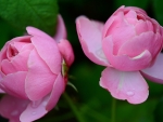 Two Pink Roses