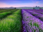 The Endless Lavender Field