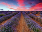 Lavender Field at Sunset.