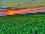 Sunset Over the Green Field