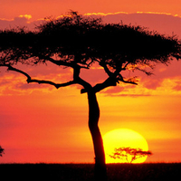 African Sun