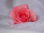 Pink rose