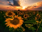 Field of Sunflowers in the Light of the Rising Sun
