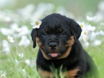 Rottweiler Puppy