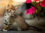 Blue-Eyed Kitten Near Petunia Flowers
