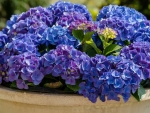 Blue-Violet Hydrangea in a Pot