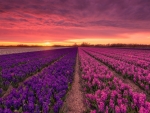 Dutch Flower Fields