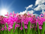Pink Hyacinths Against the Blue Sky