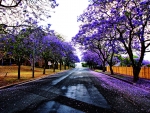 Beautiful Purple Tree Road