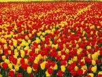 Red & Yellow Tulip Field