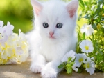 Cute White Kitten