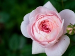 Pink Rose with a Bud on a Blurry