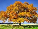 OAK TREE from SWEDEN