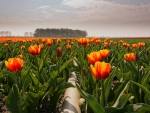 Plain Rows of Tulips