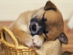 Sleeping Puppy