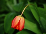 Red Tulip on a Leaf Background