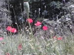 Poppies