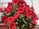 Red flowers