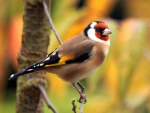 Lovely Goldfinch