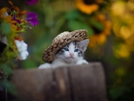 Blue-Eyed Kitten in a Hat