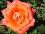 Lovely Rose