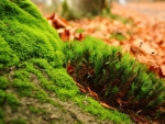 Green Moss and Autumn Leaves