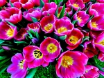 PINK TULIPS