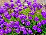 VIOLET CAMPANULA