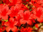 RED RHODODENDRON