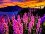 LUPINS at DAWN
