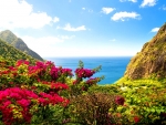 BOUGAINVILLEA at SUMMER from CARIBBEAN ISLAND