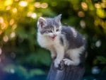Kitten on the Fence