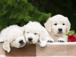 Three Cute Puppies