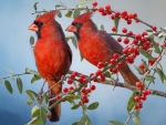 Red Cardinals