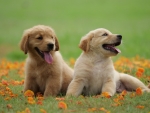Cute Puppies
