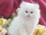 White Fluffy Kitten