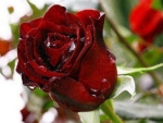 Droplets on Red Roses